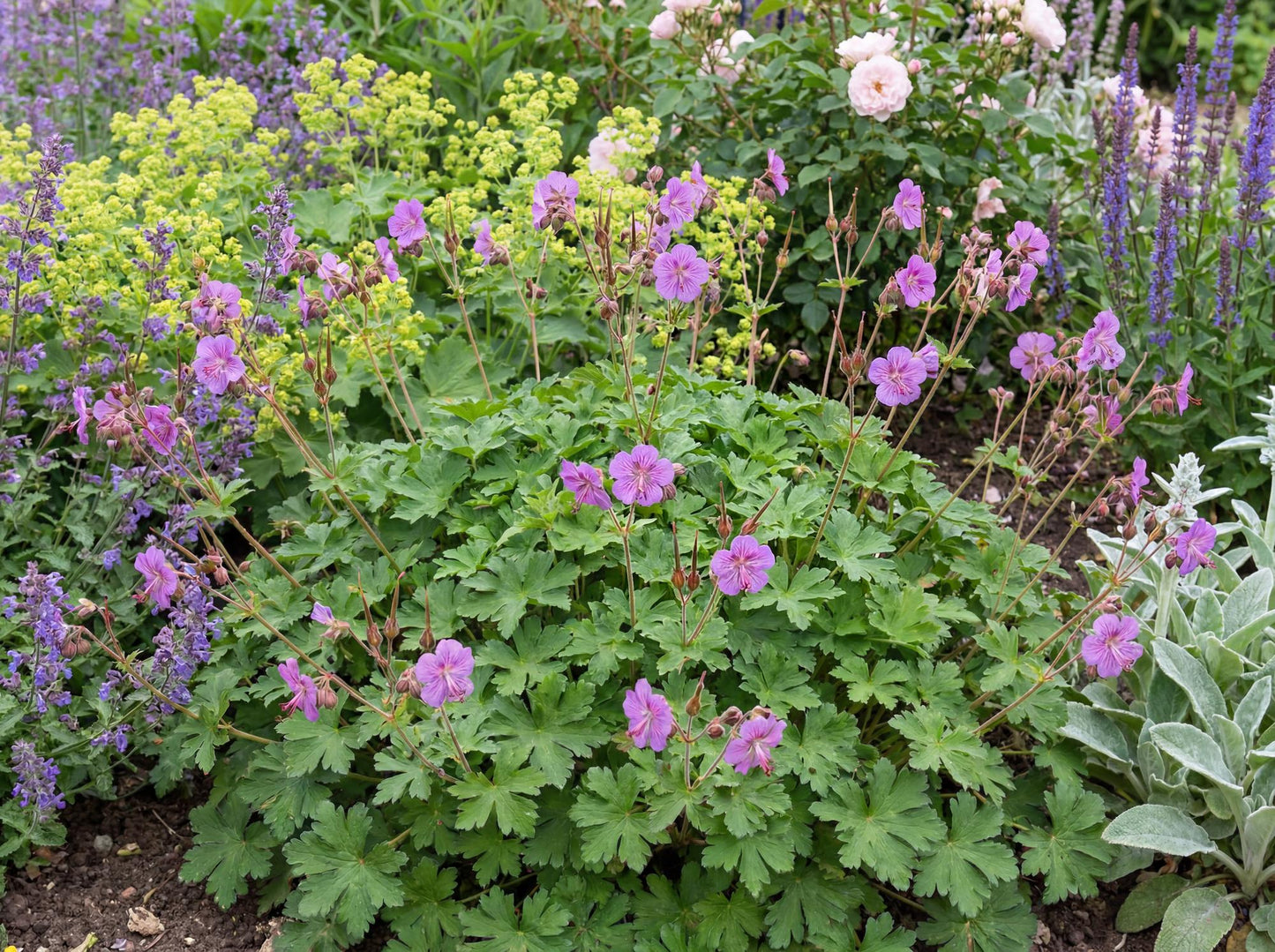 Cambridge Blue Cranesbill