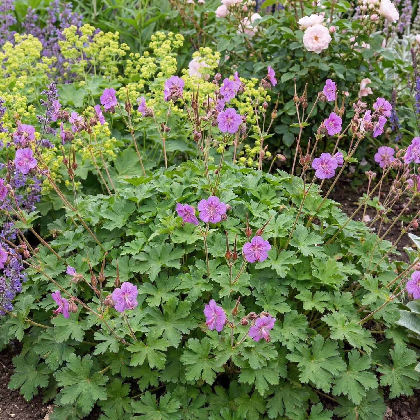 Cambridge Blue Cranesbill