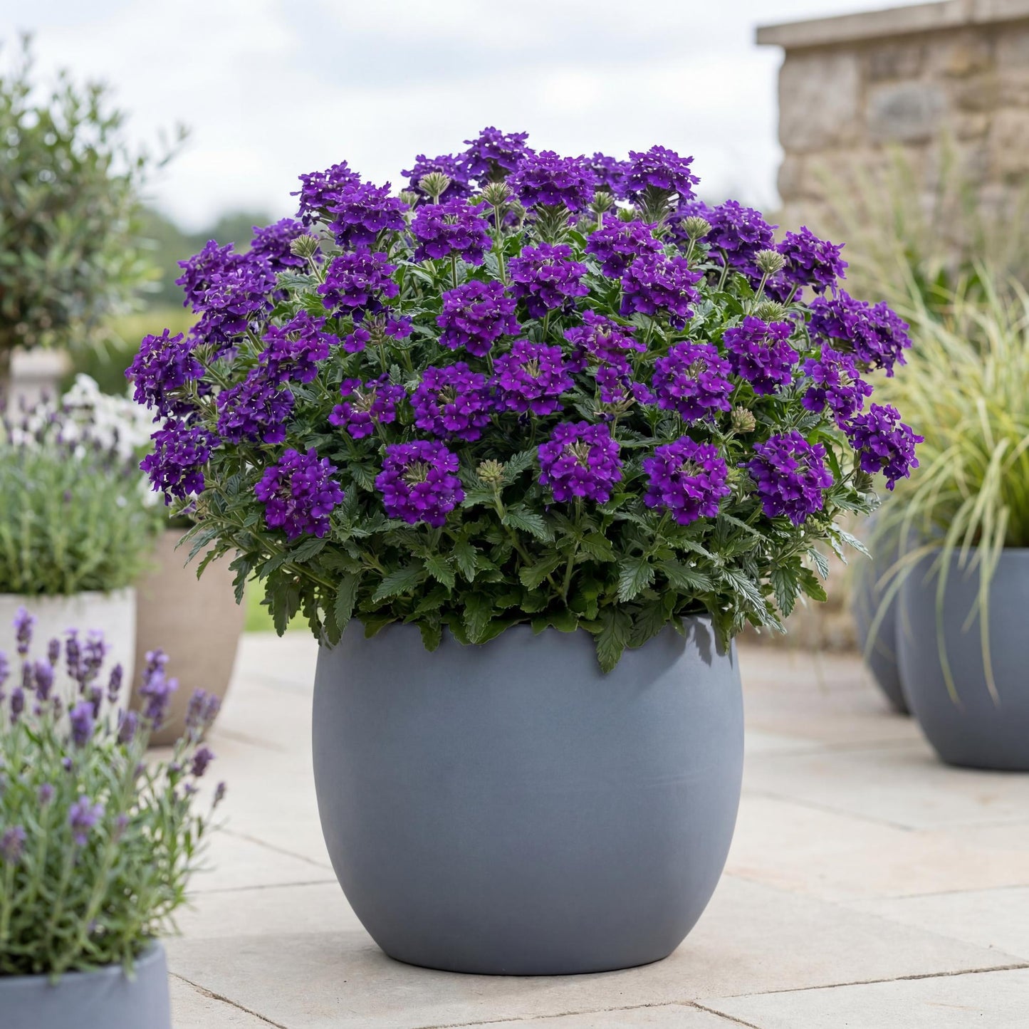 Cobalt Blue Empress Flair Verbena