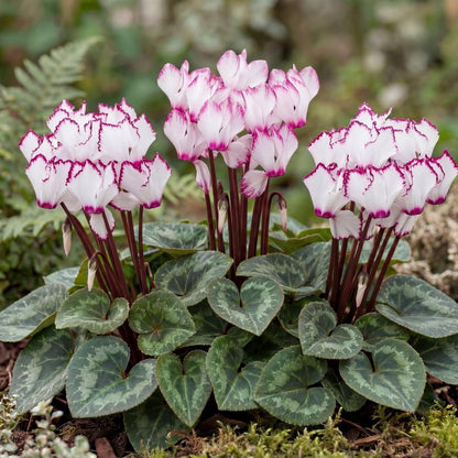 Victoria Metis Cyclamen