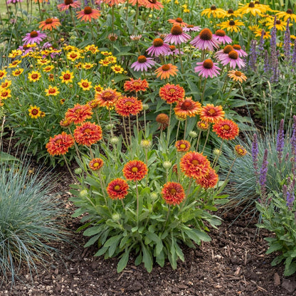 Sunset Orange Ruffles Blanket Flower Gaillardia