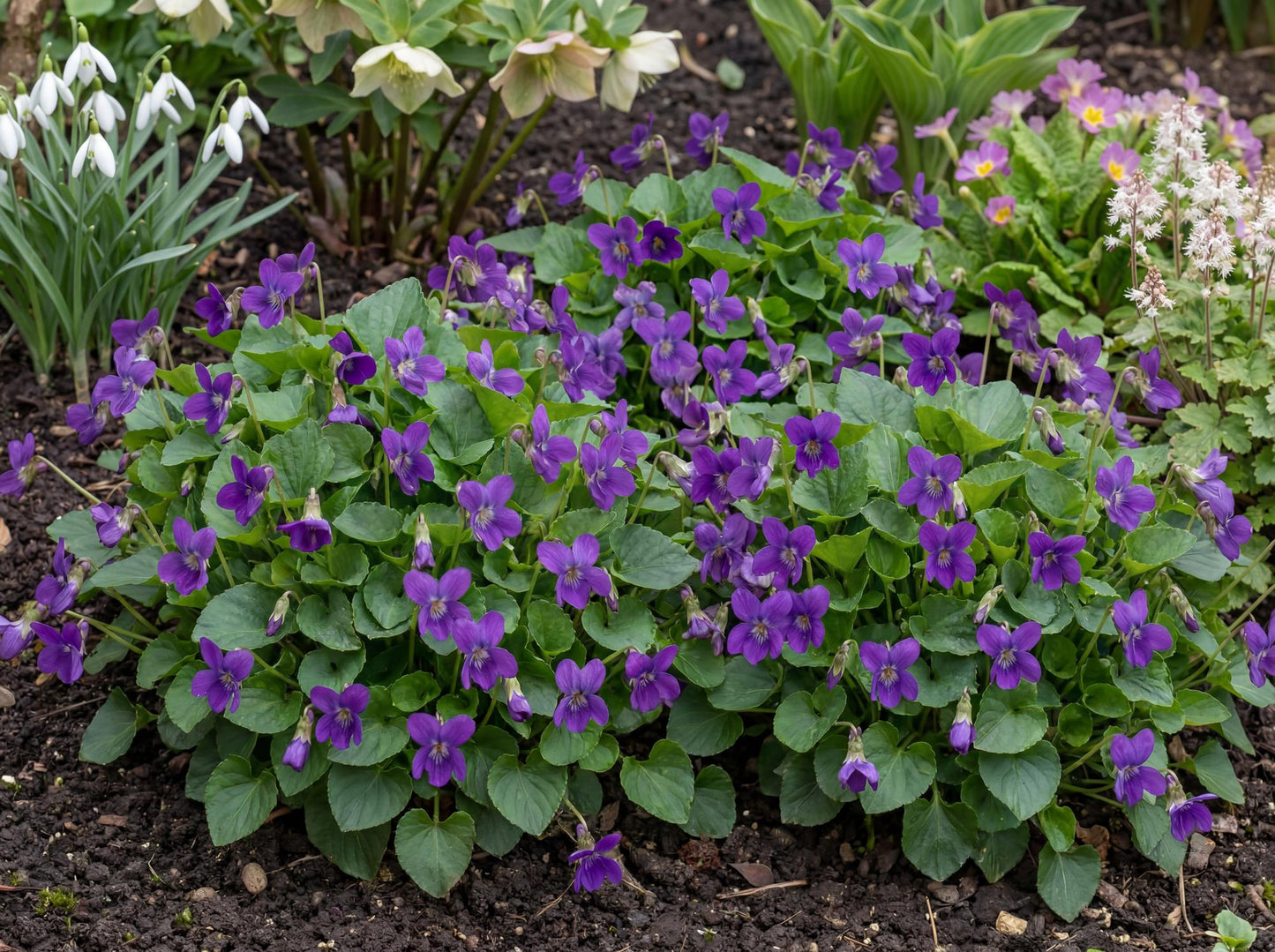 Royal Robe Purple Floral Viola