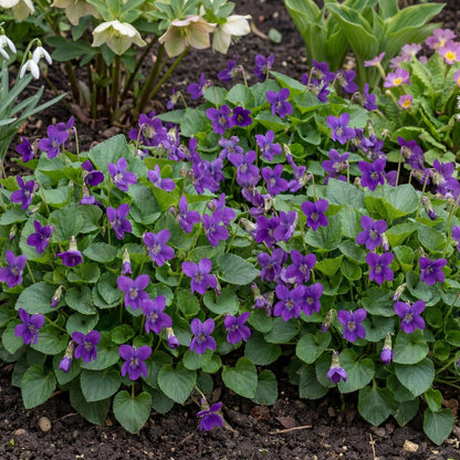 Royal Robe Purple Floral Viola