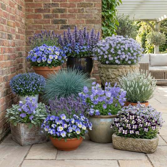 Cool Blue Monthly Flower Box