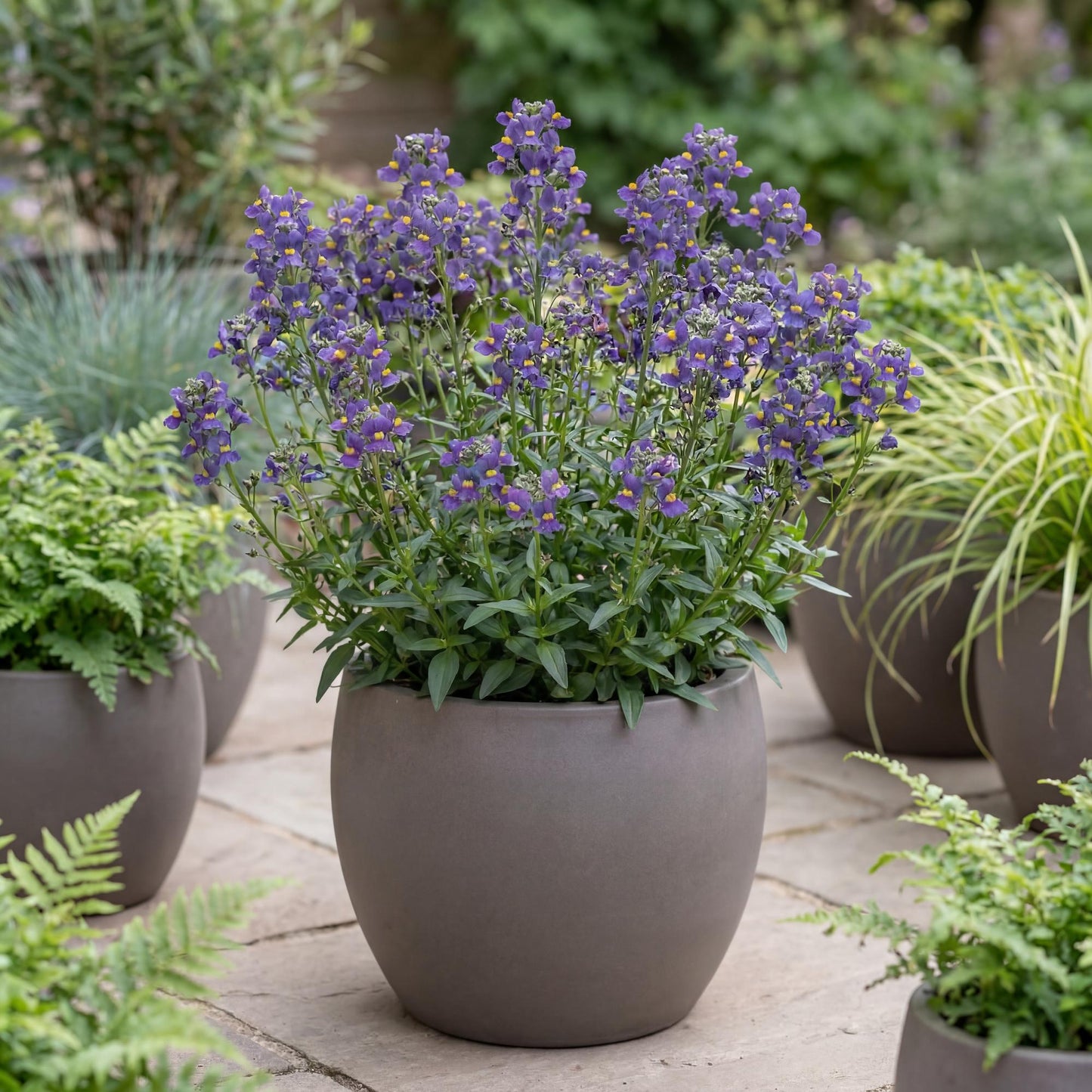 Karoo Dark Blue Nemesia