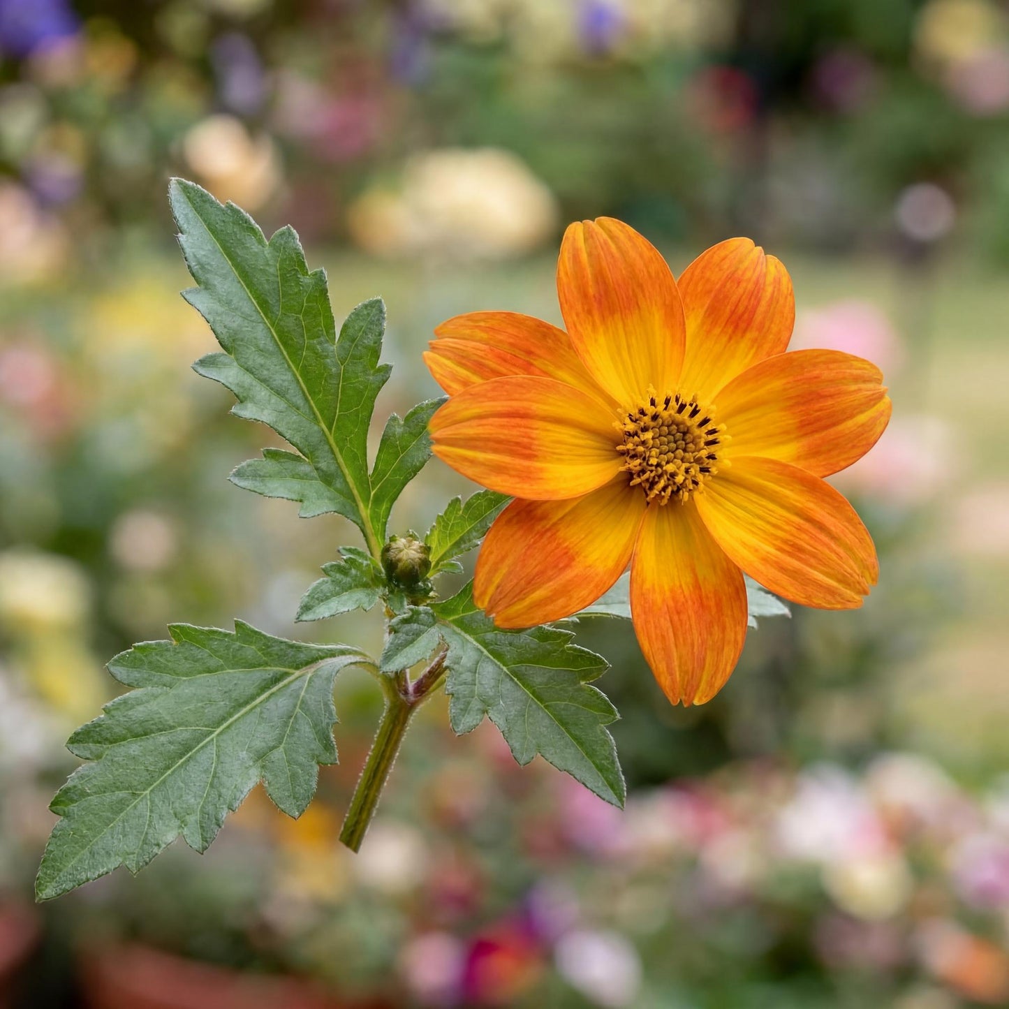 Bidy Boom Wildfire Bidens