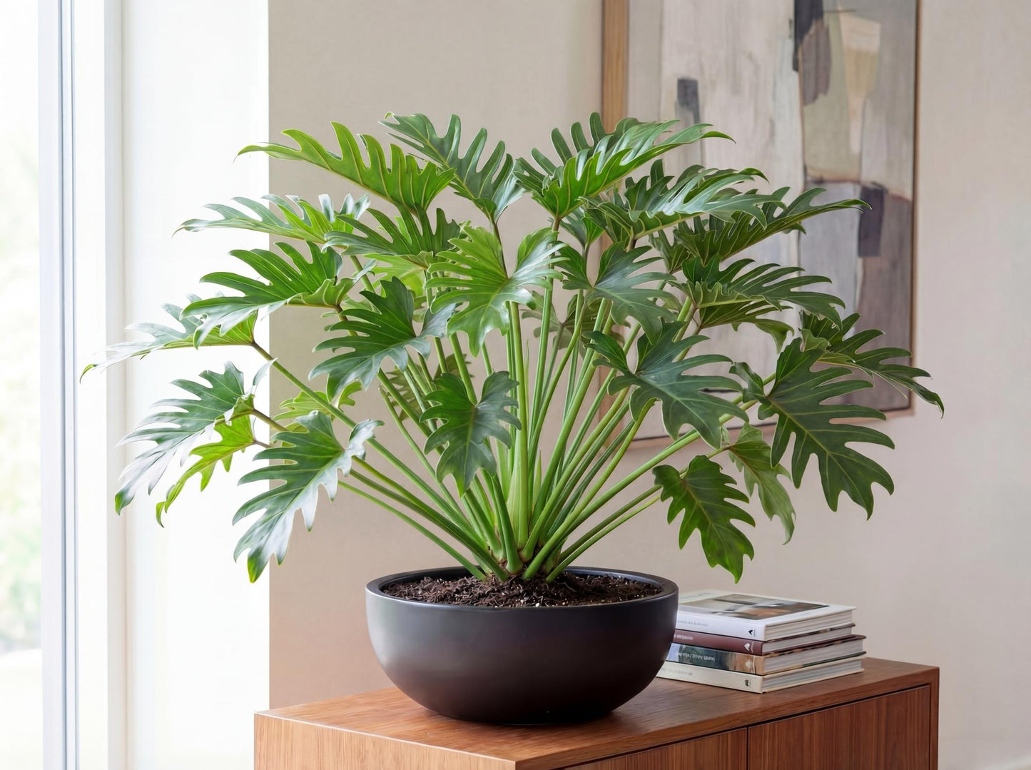 Xanadu Philodendron