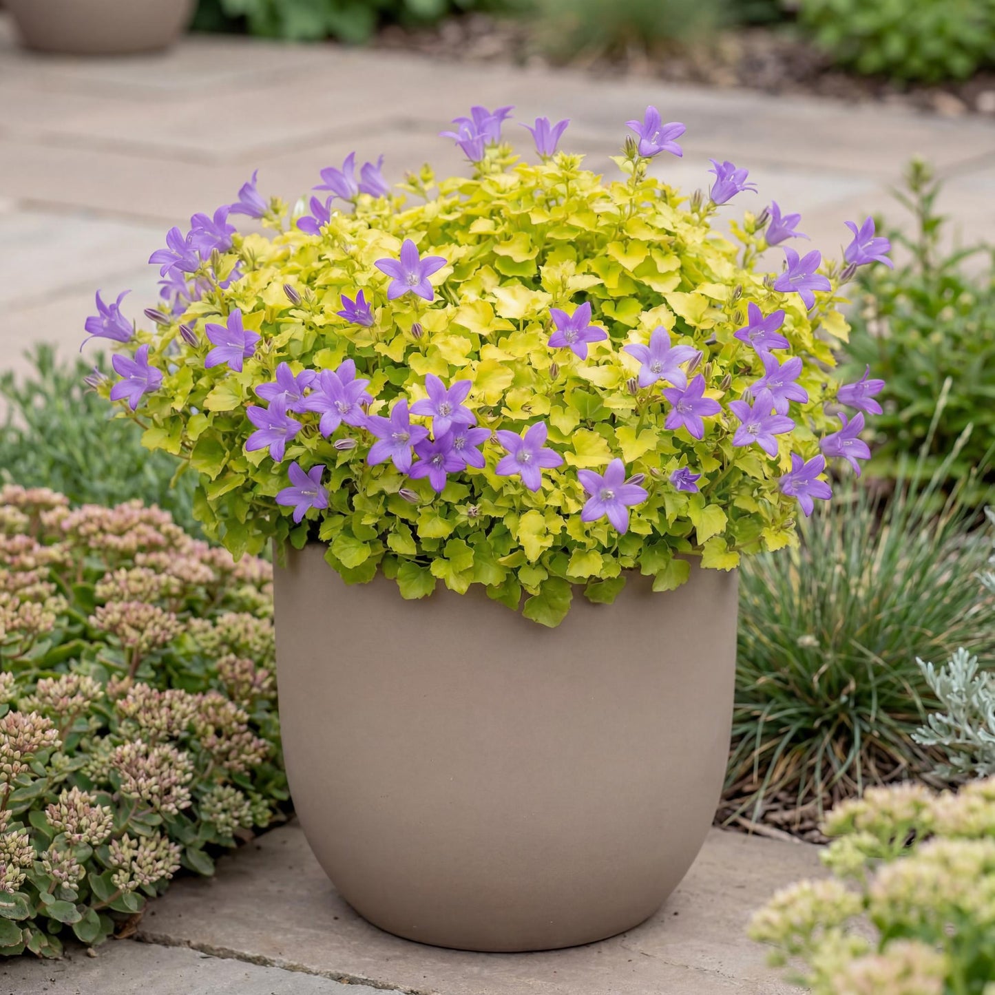 Dickson's Gold Campanula