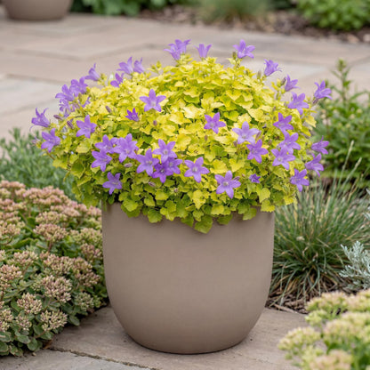 Dickson's Gold Campanula