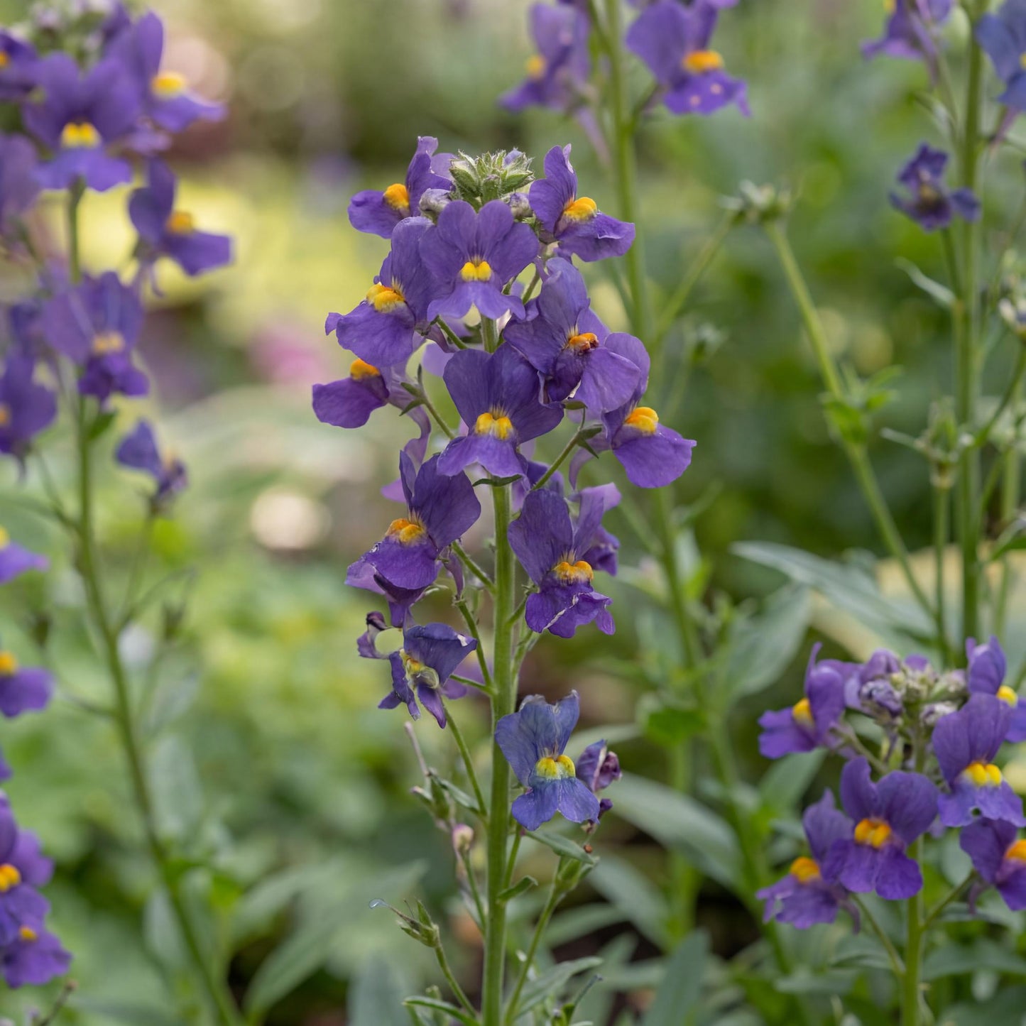 Karoo Dark Blue Nemesia