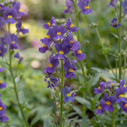 Karoo Dark Blue Nemesia