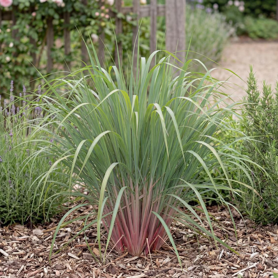 East Indian Lemongrass