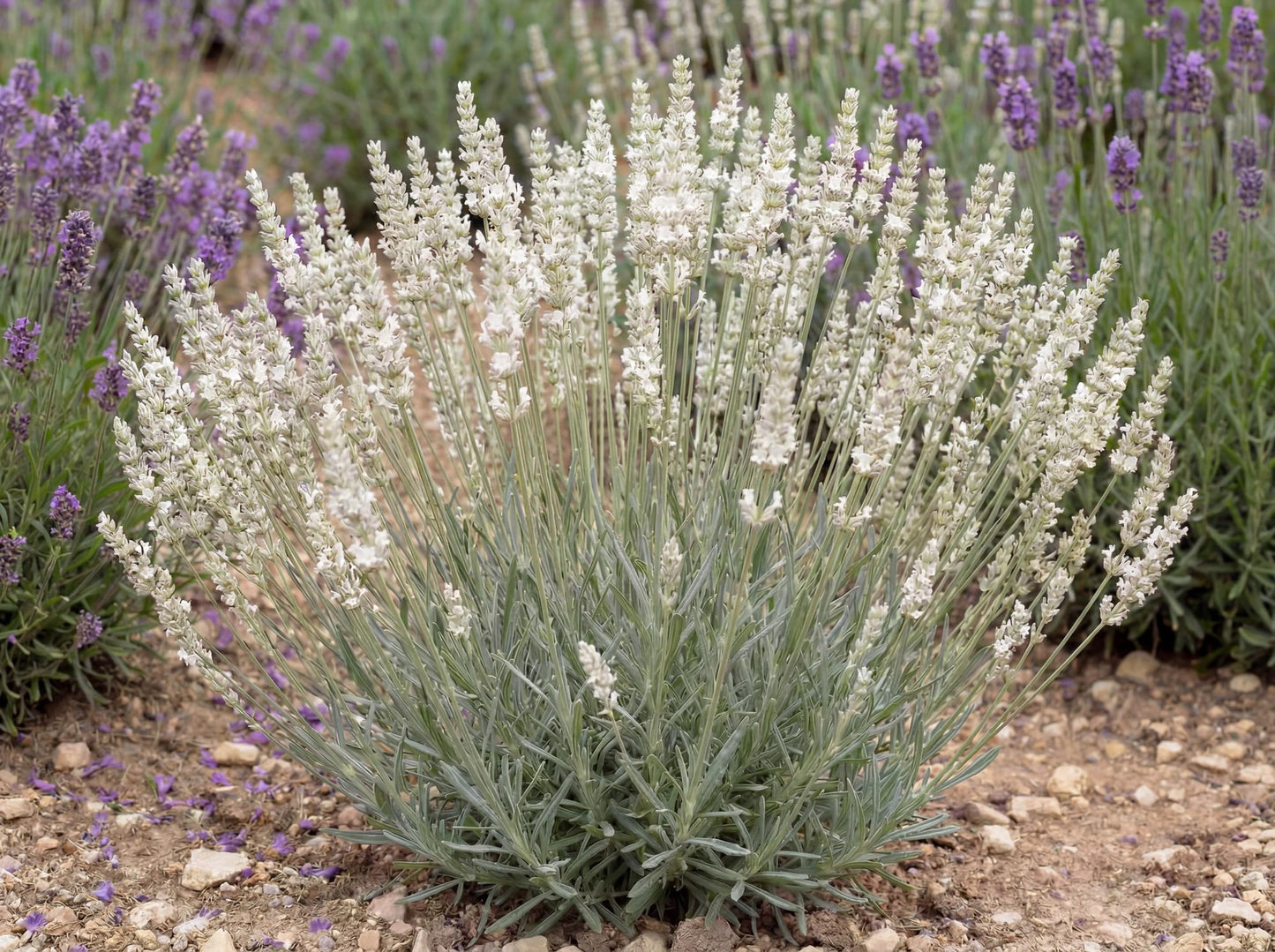 Alba White Floral Lavender
