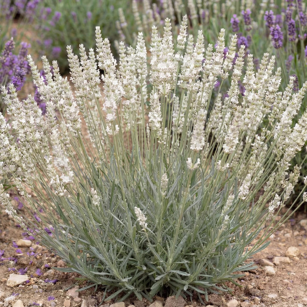 Alba White Floral Lavender