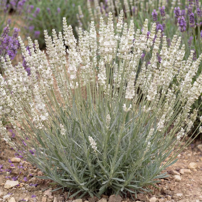Alba White Floral Lavender