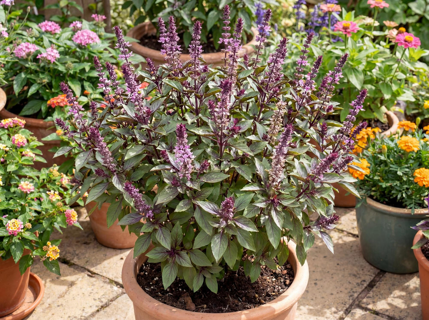 African Blue Basil