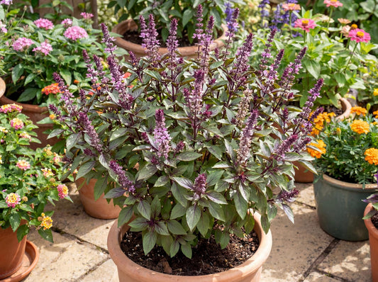 African Blue Basil