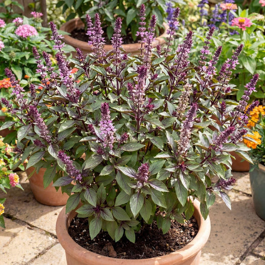 African Blue Basil