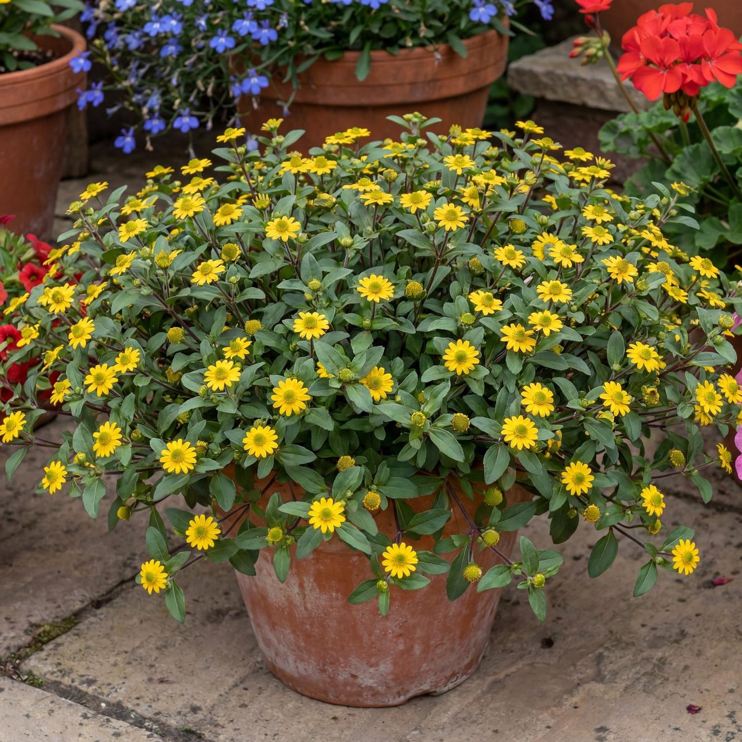 Goldbini Sanvitalia