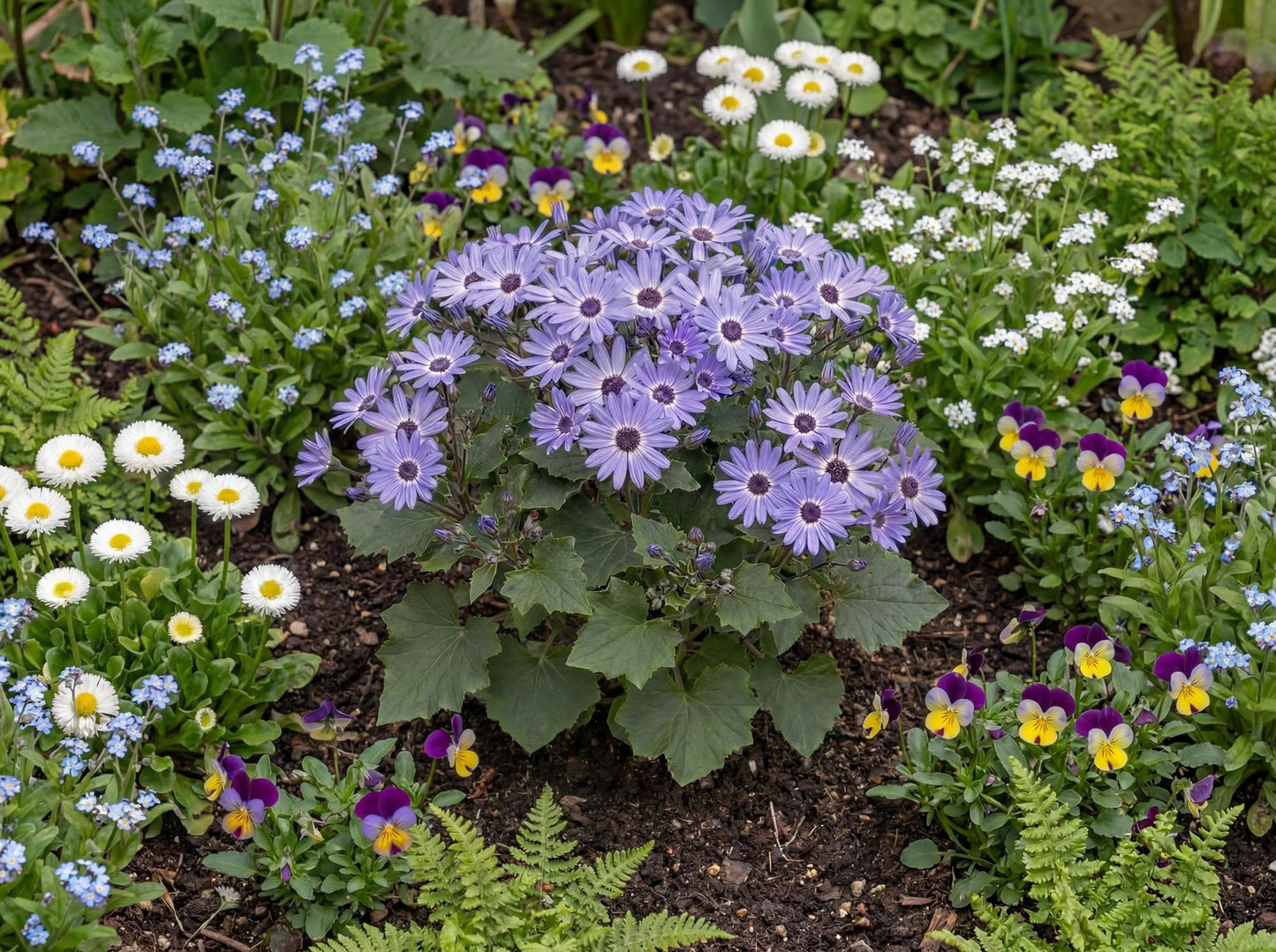 Primavera Denim Pericallis