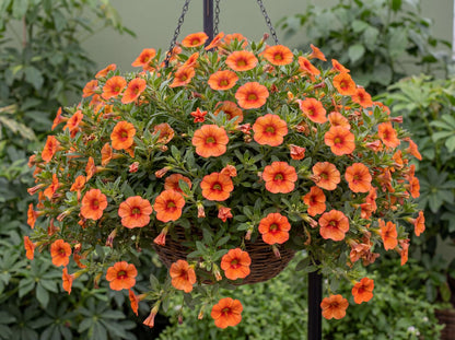 Tangerine Million Bells 'Colibri'