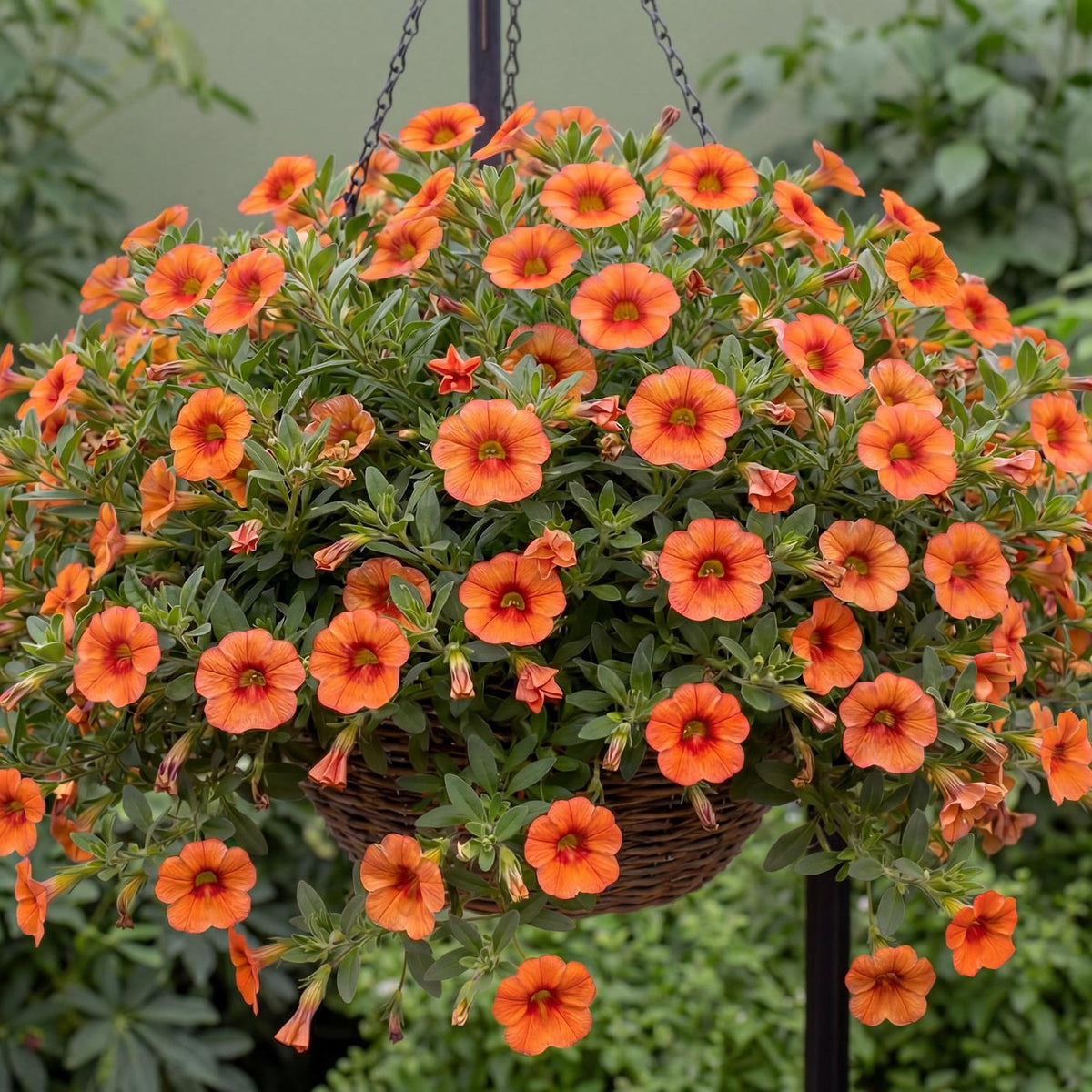 Tangerine Million Bells 'Colibri'