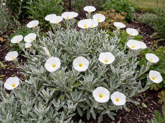 Cneorum Convolvulus