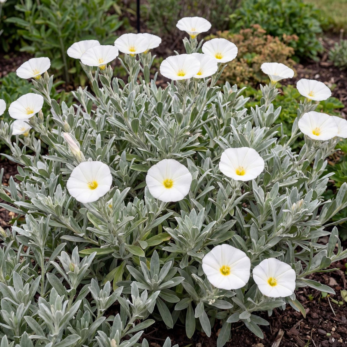 Cneorum Convolvulus
