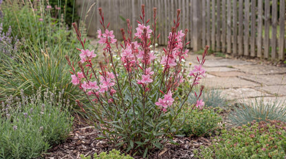 Siskiyou Pink Gaura