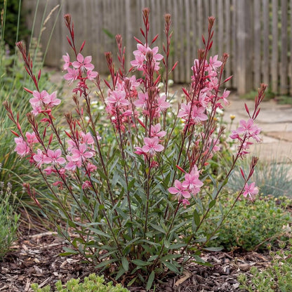 Siskiyou Pink Gaura