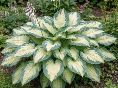 Great Expectations Hosta