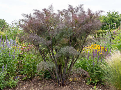 Bronze Fennel