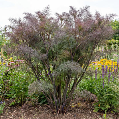 Bronze Fennel