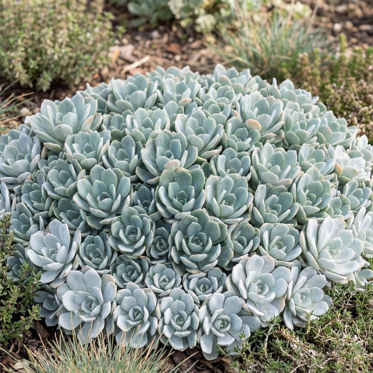 Cape Blanco Stonecrop in a 4-inch pot, with silver spoon-shaped rosettes forming a low ground-cover mat
