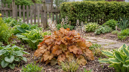 Marmalade Heuchera