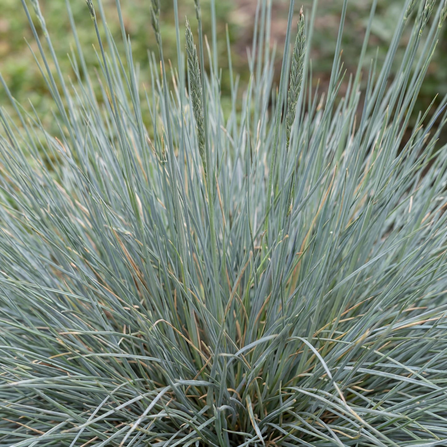 Beyond Blue Blue Fescue