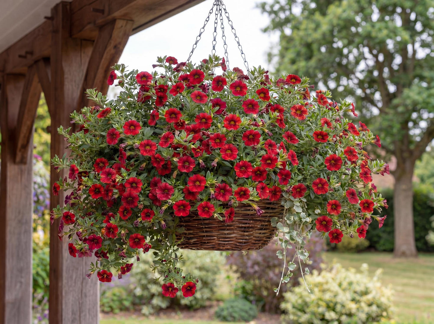 Chili Pepper Lia Calibrachoa