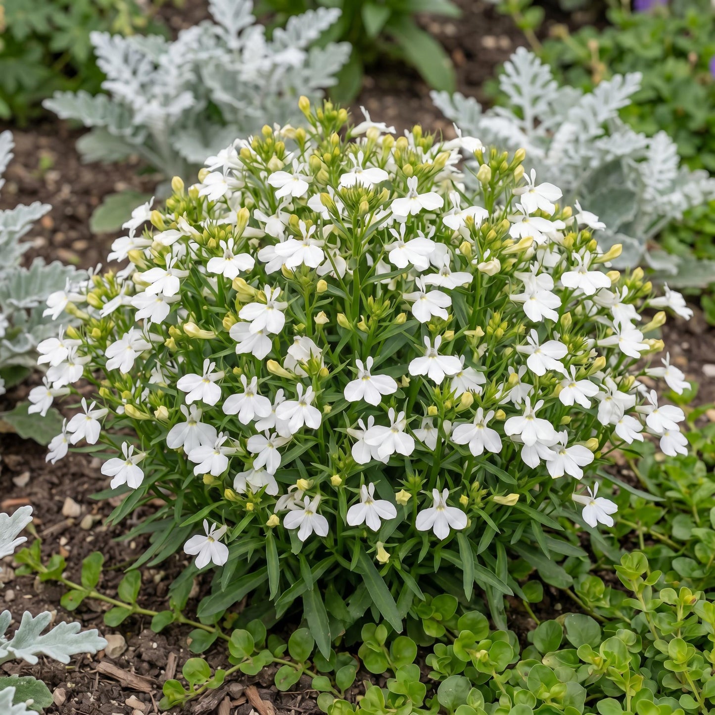Compact White Magadi Lobelia