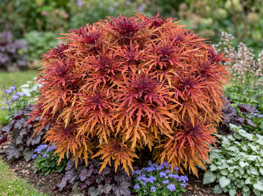 Monkey Puzzle Coleus