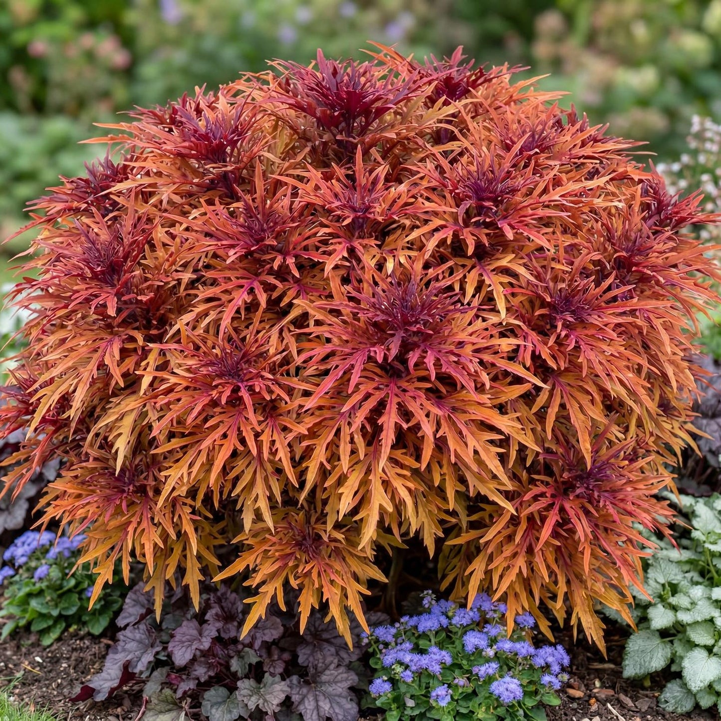 Monkey Puzzle Coleus