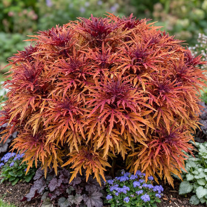 Monkey Puzzle Coleus
