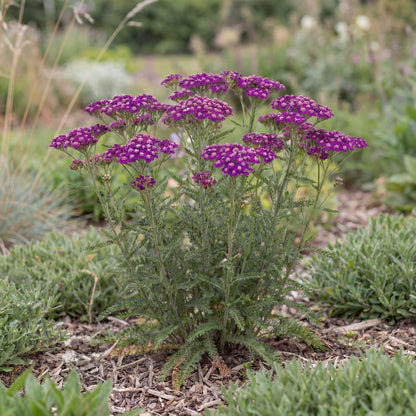 New Vintage Violet Yarrow