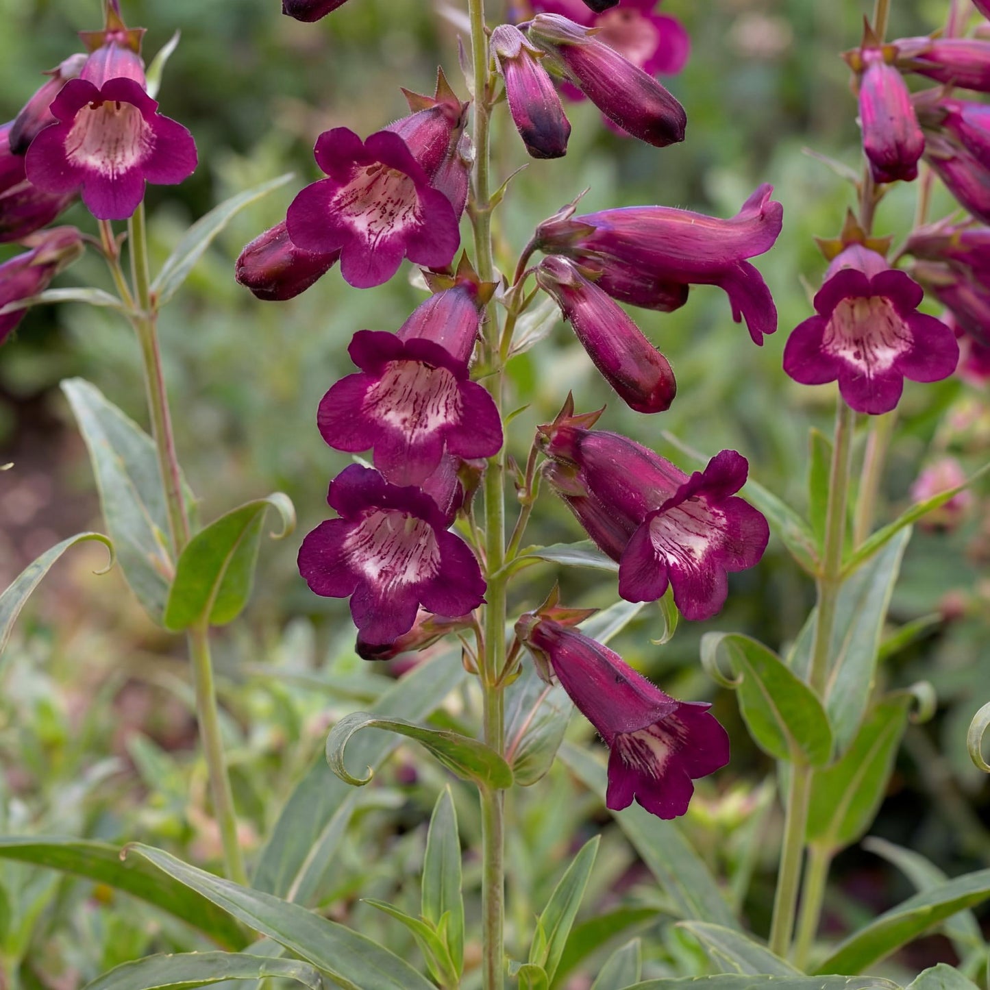 Blackbird Penstemon