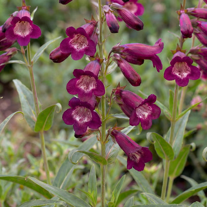 Blackbird Penstemon
