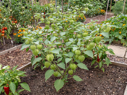 Toma Verde Tomatillo