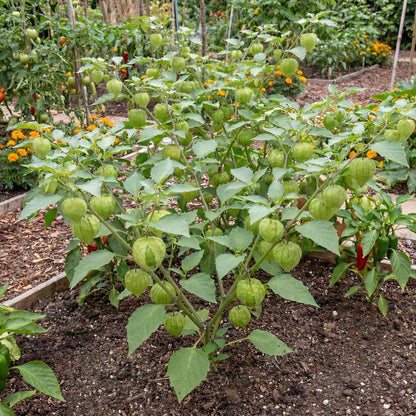 Toma Verde Tomatillo