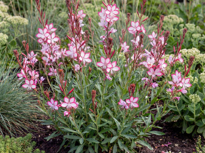 Rosy Jane Gaura