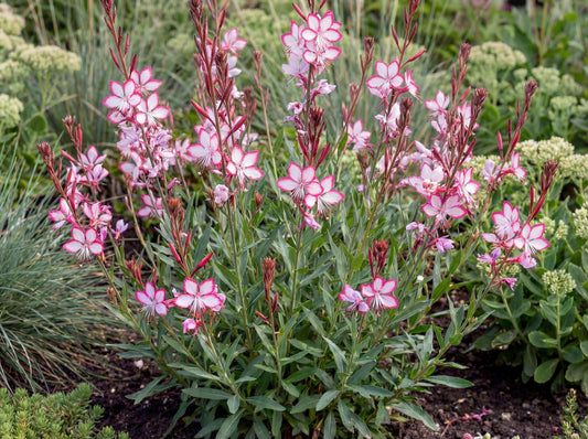 Rosy Jane Gaura