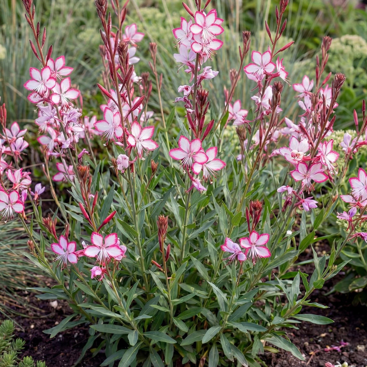 Rosy Jane Gaura