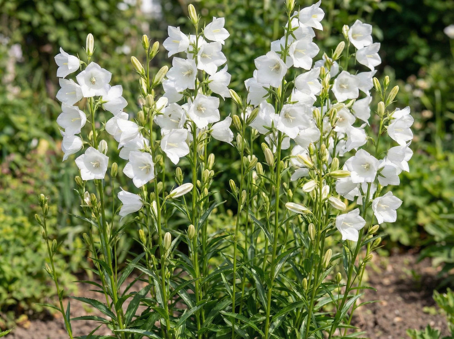 Alba Campanula